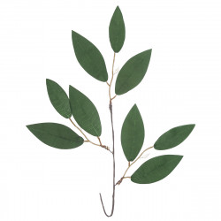 Gałązka eukaliptusa - DpCraft - podłużne listki, 30 cm