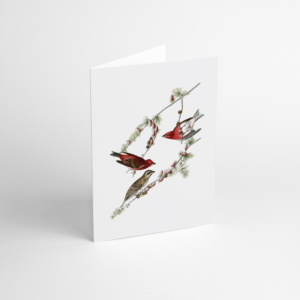 Kartka okolicznościowa - Suska & Kabsch - Zimowe czerwone ptaszki, 15,6 x 10,8 cm