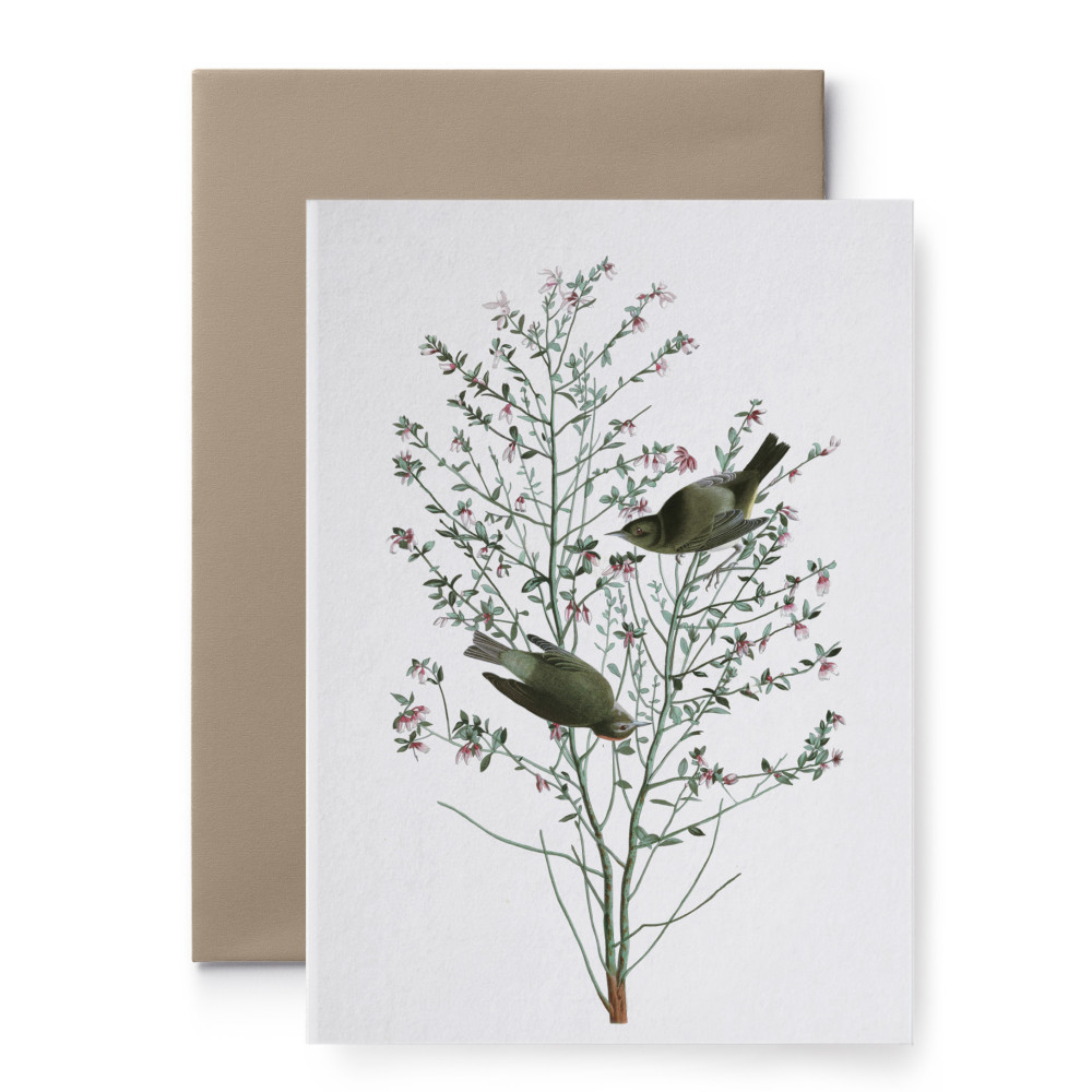 Greeting card - Suska & Kabsch - Audubon IV, 15,6 x 10,8 cm