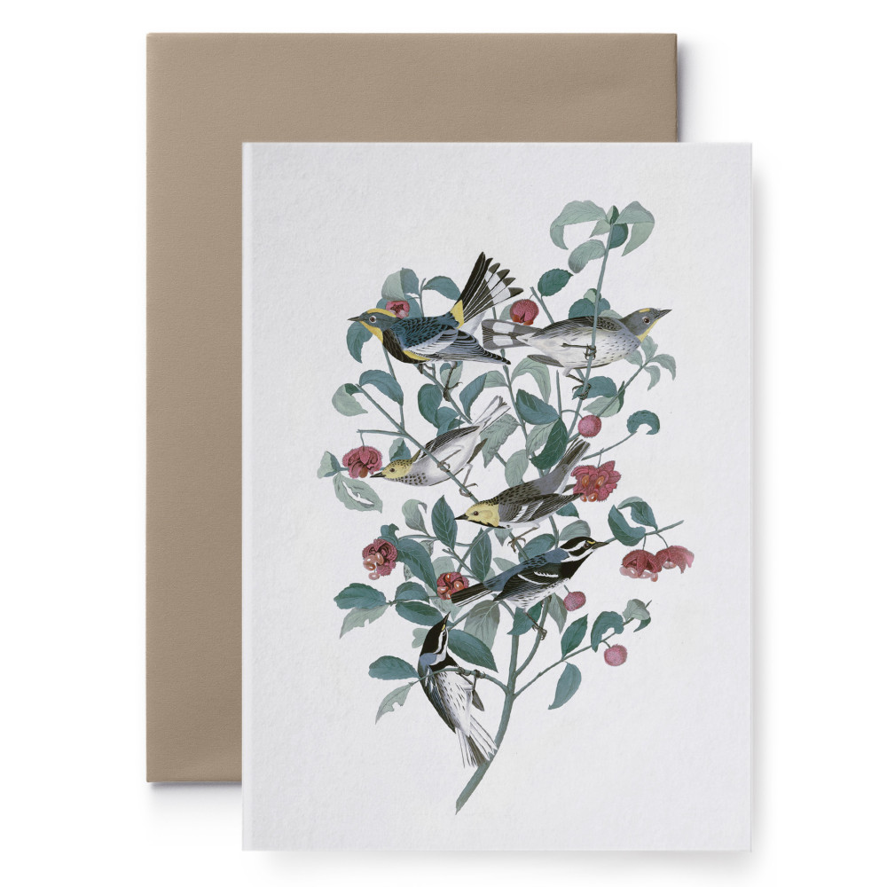 Greeting card - Suska & Kabsch - Audubon I, 15,6 x 10,8 cm