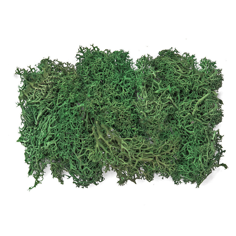 Reindeer moss - dark green, 50 g