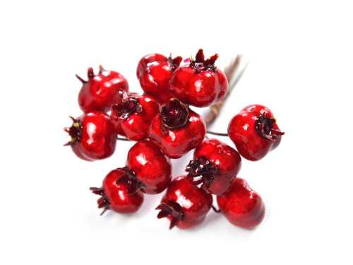 A bunch of hawthorns - big, 10 cm