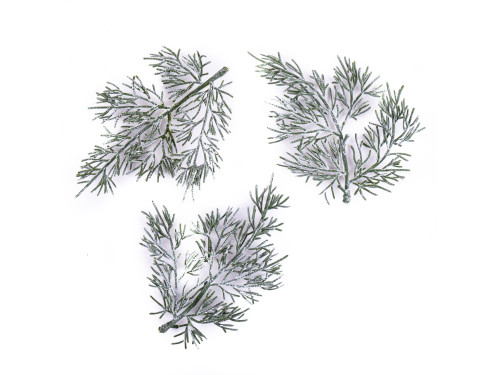 Thuja whitened twigs - DpCraft - 13 cm, 3 pcs