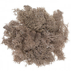 Decorative moss - DpCraft - brown, 30 g