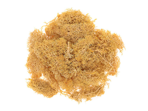 Decorative moss - DpCraft - ochre, 30 g