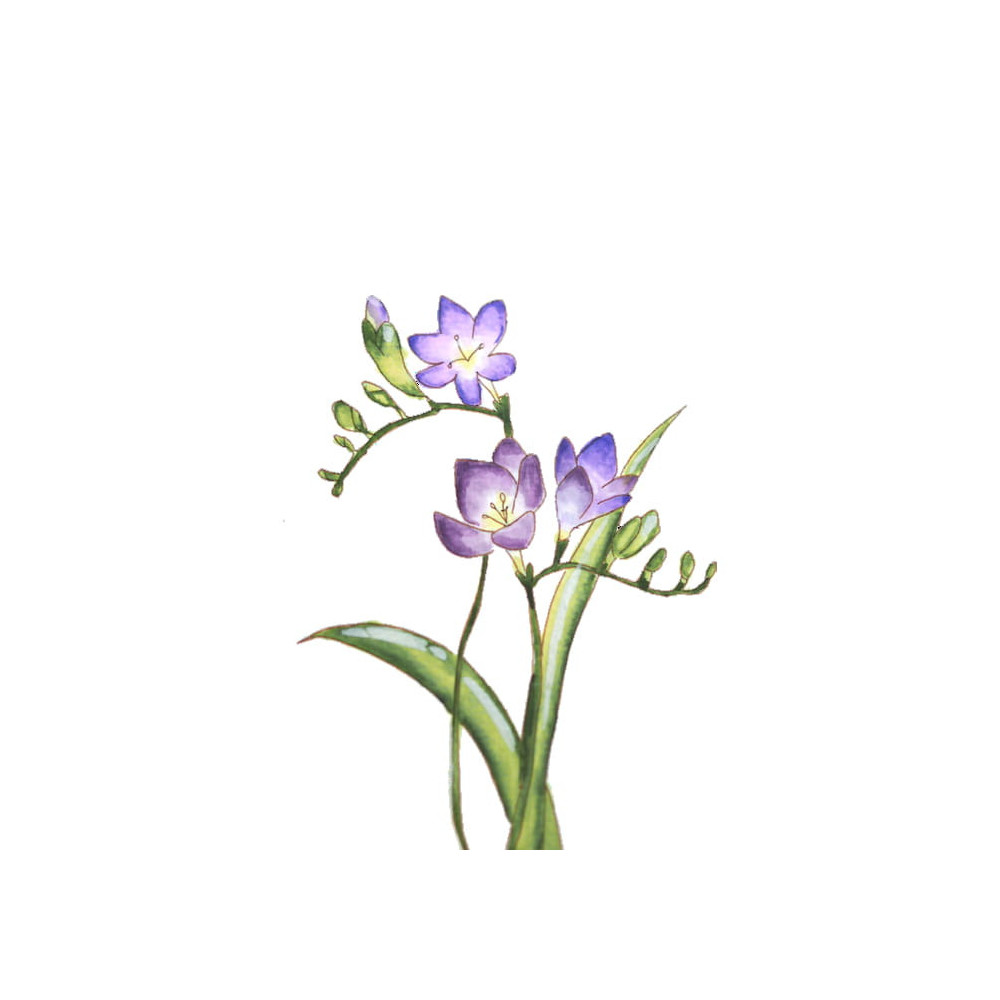 Zestaw akwarelowy Watercolor Flowers, Gradation - Kuretake - 11 szt.