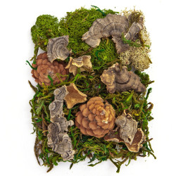Decorative moss and natural elements - DpCraft - 30 g