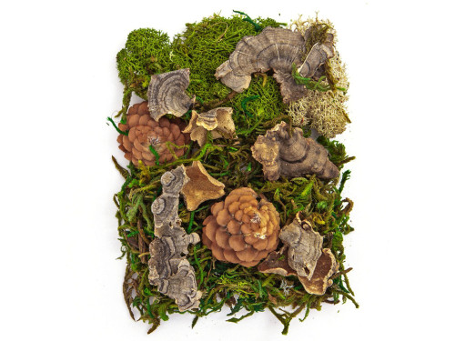 Decorative moss and natural elements - DpCraft - 30 g