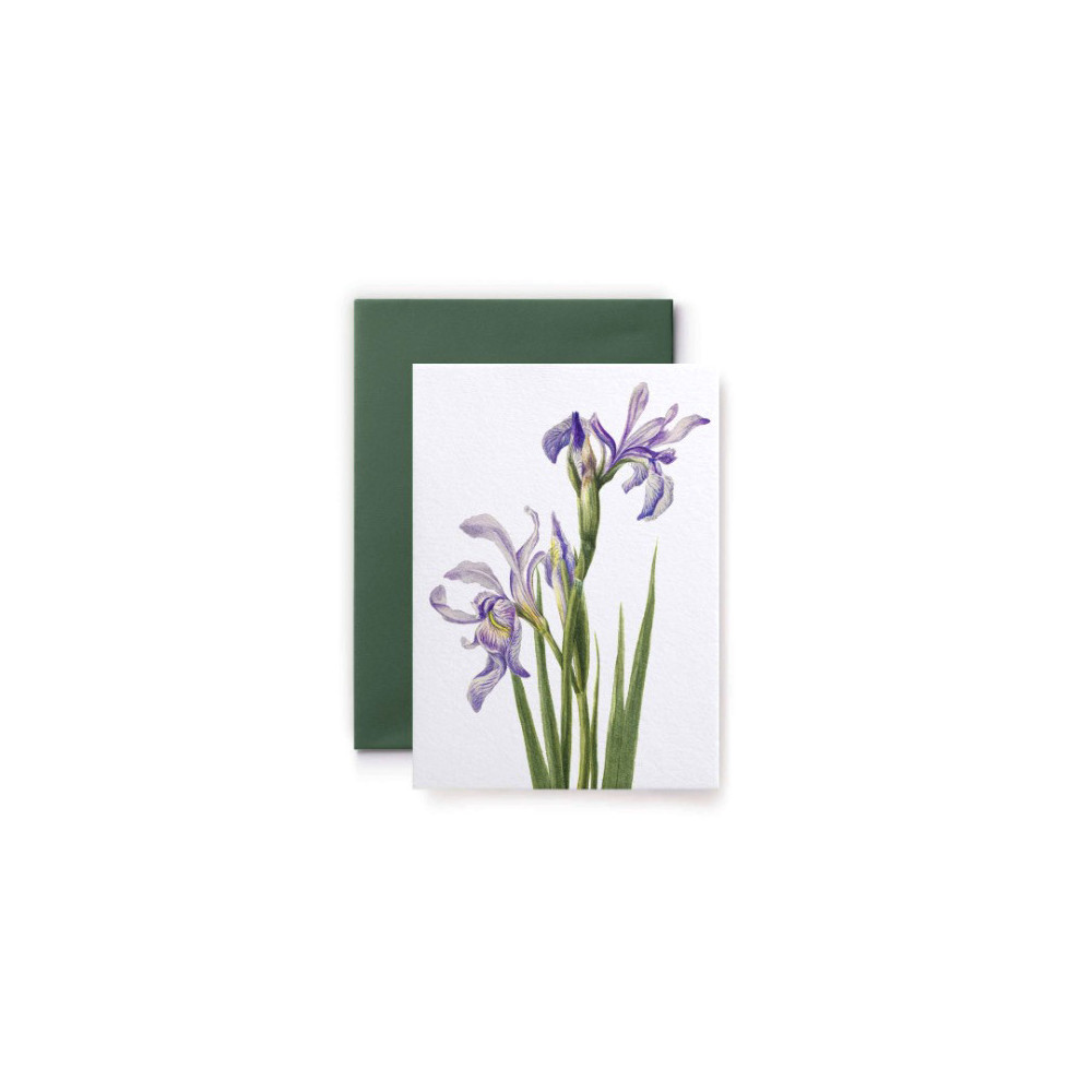 Greeting card Walcott - Suska & Kabsch - Iris, 15,4 x 11 cm