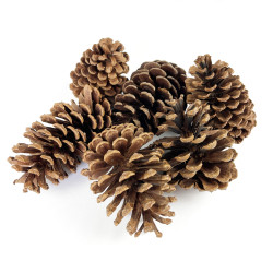 Set of natural pinecones - 11 cm, 6 pcs.