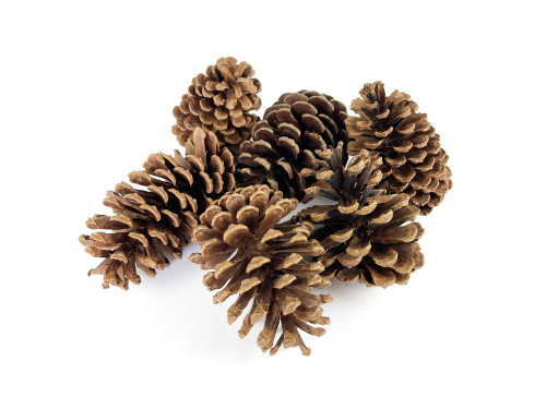 Set of natural pinecones - 11 cm, 6 pcs.