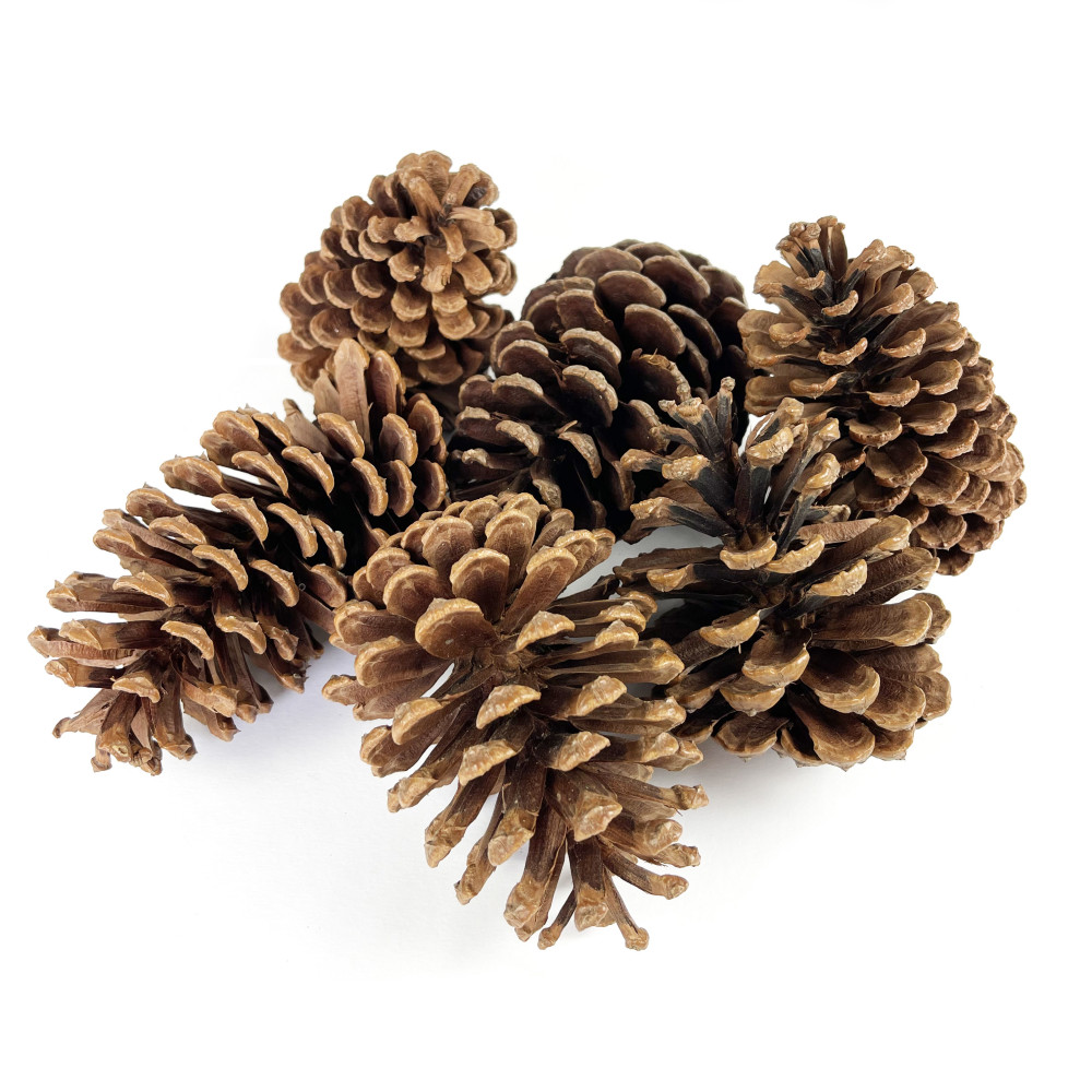 Set of natural pinecones - 11 cm, 6 pcs.