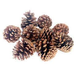 Set of natural pinecones - 9 cm, 9 pcs.