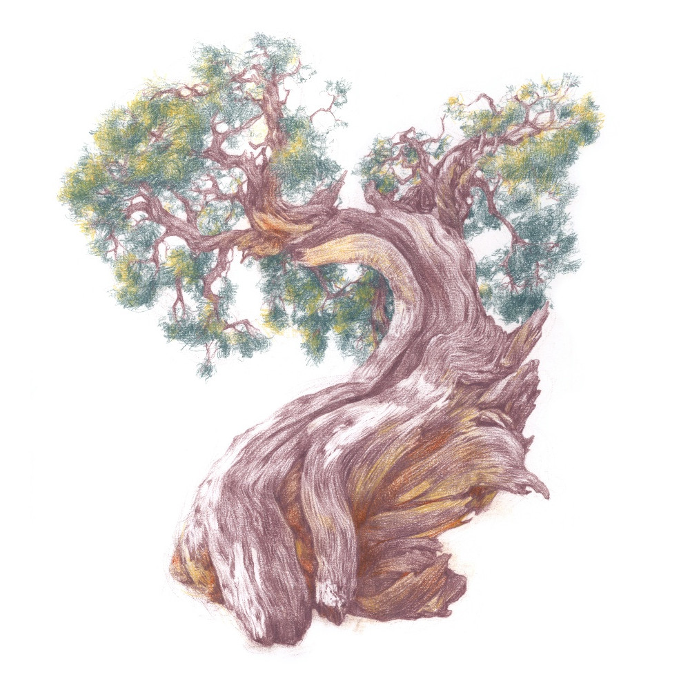 Kredka Drawing - Derwent - 6740 Platinum