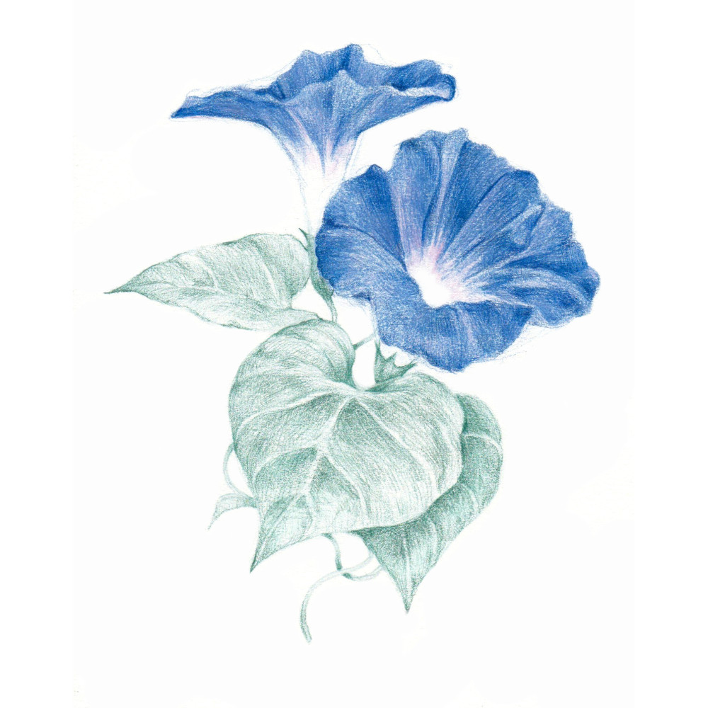 Drawing pencil - Derwent - 6710 Midnight