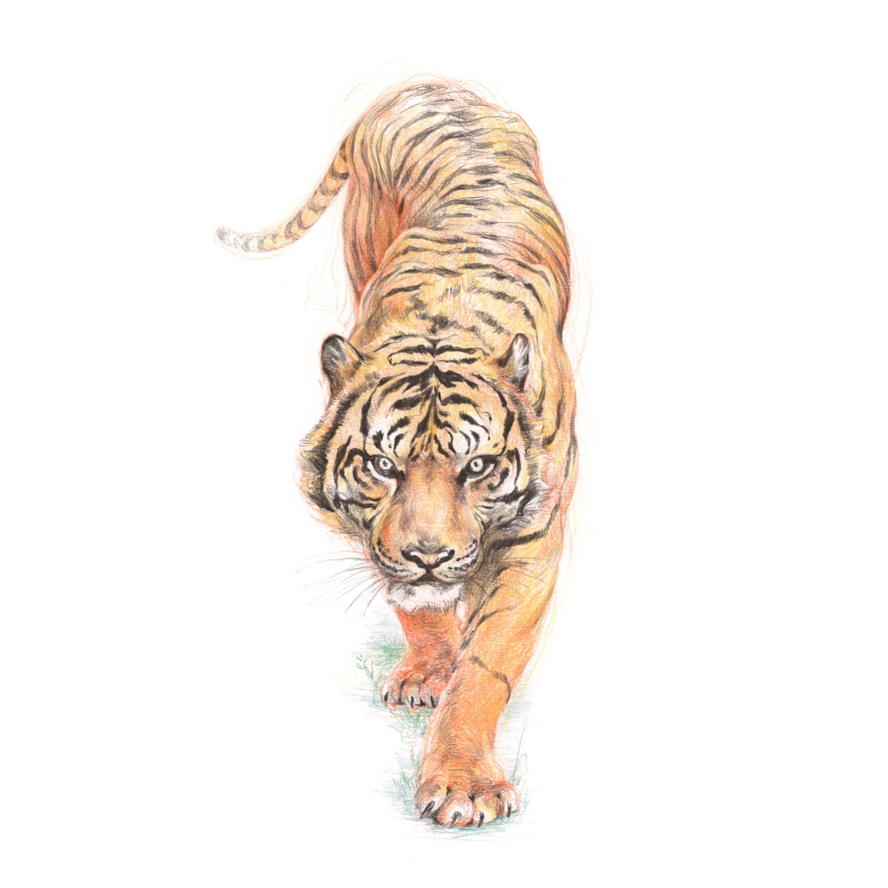 Drawing pencil - Derwent - 6470 Mars Violet