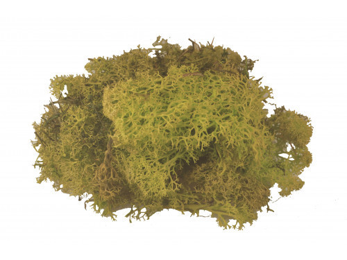 Mech Chrobotek 50g - Naturalny