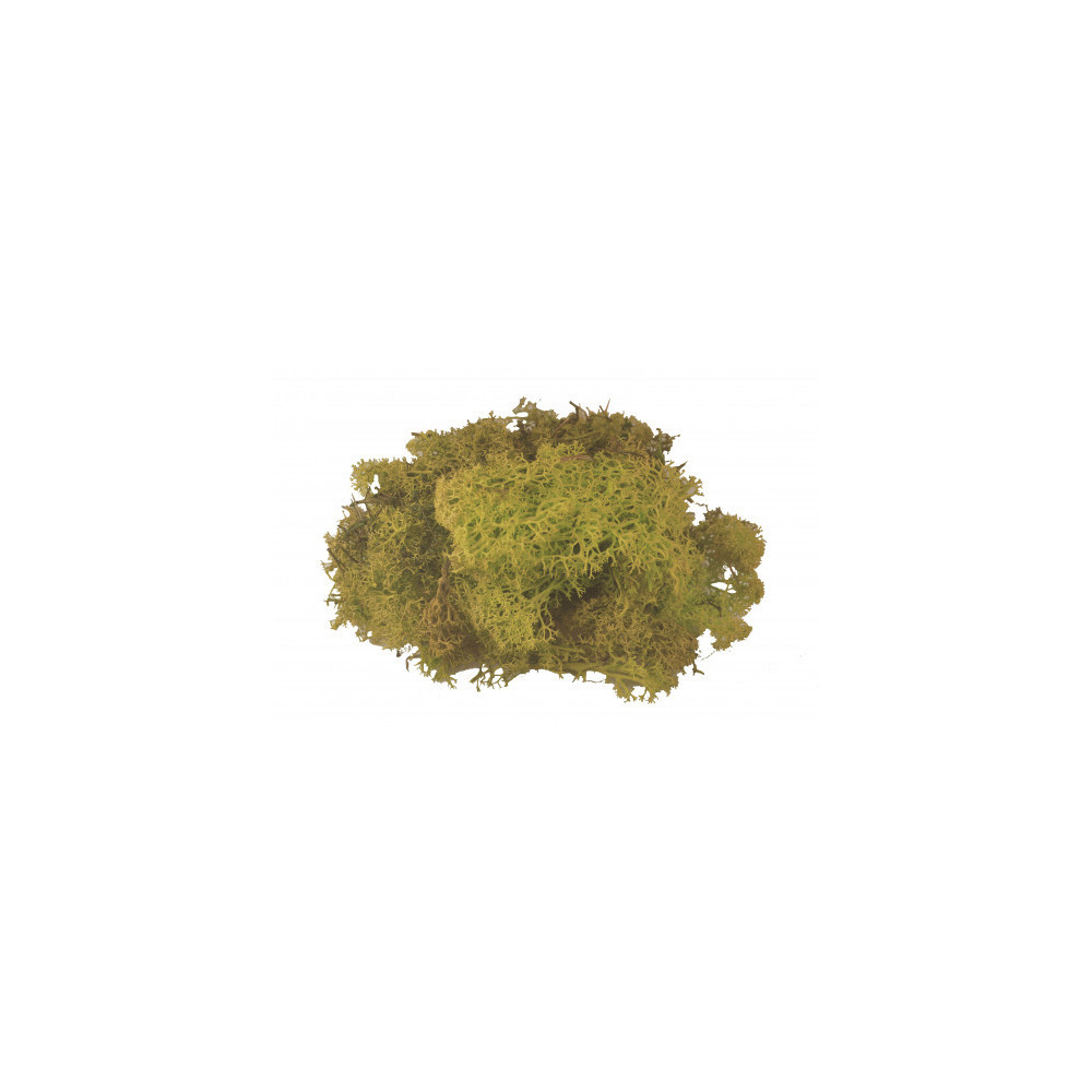 Mech chrobotek reniferowy - naturalny, 50 g