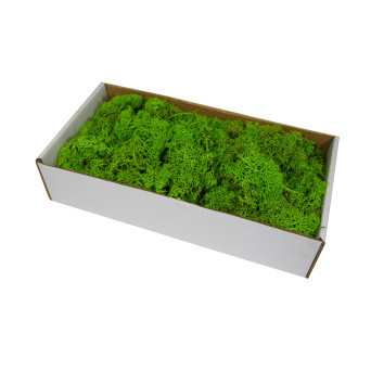 Reindeer moss - Bright green