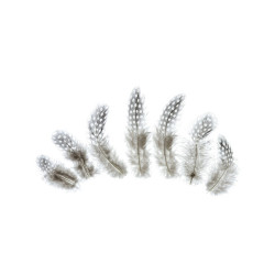 Decorative feathers - brown, 50 pcs.