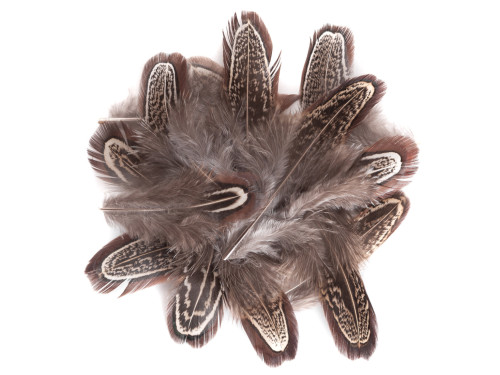Pheasant feathers - DpCraft - brown, 15 pcs.