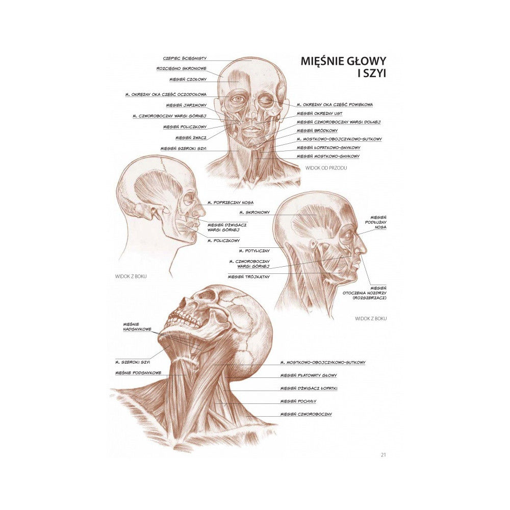 Poradnik Leonardo Compact Series - Koh-I-Noor - Anatomia Dla Artystów, Tom 4